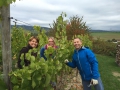 Weinlese Rheingau 2015 Weingut werk2