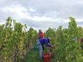 Weinlese Rheingau 2015 Weingut werk2