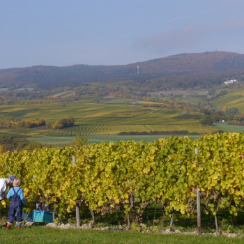 Weinlese im werk2