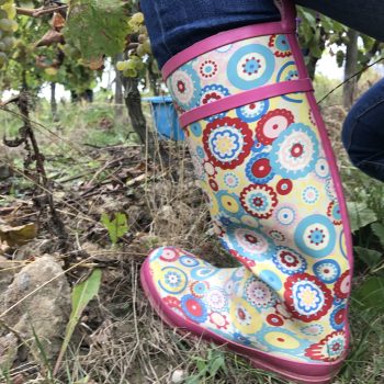 Weinlese im Rheingau