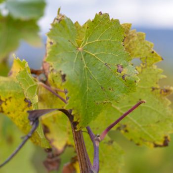 Winzerfest mit praktischer Anleitung