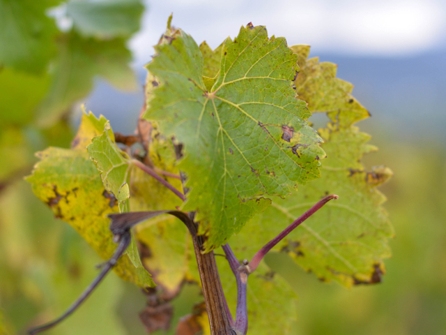 Winzerfest mit praktischer Anleitung