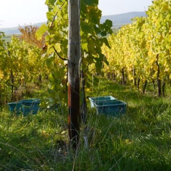Weinlese im Rheingau im werk2