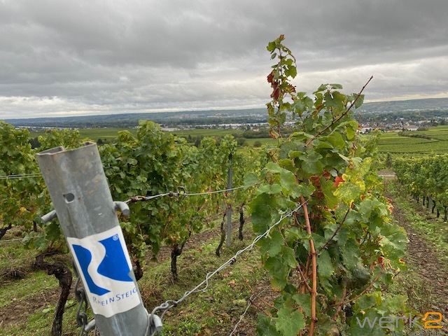 Rheinsteig in der Nähe vom Schloss Vollrads, Winkel im Rheingau