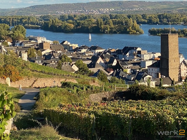 Blick auf Rüdesheim und den Rhein von den Weinbergen.